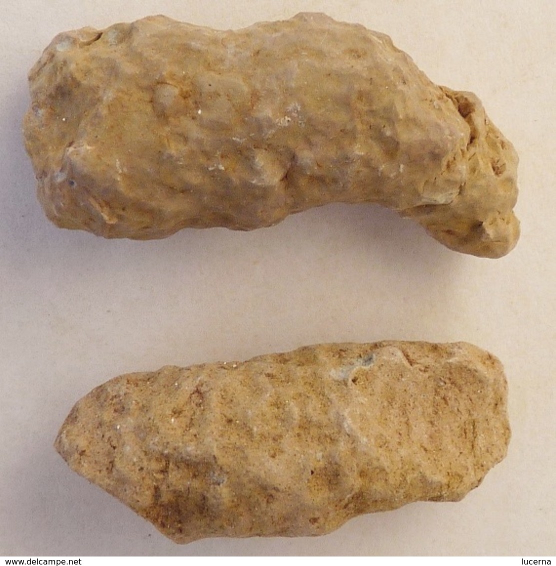 LOT : GRYPHAEA ARCUATA DU Sinémurien, HUITRE FOSSILE + ŒUFS DINOSAURES + AUTRES à déterminer