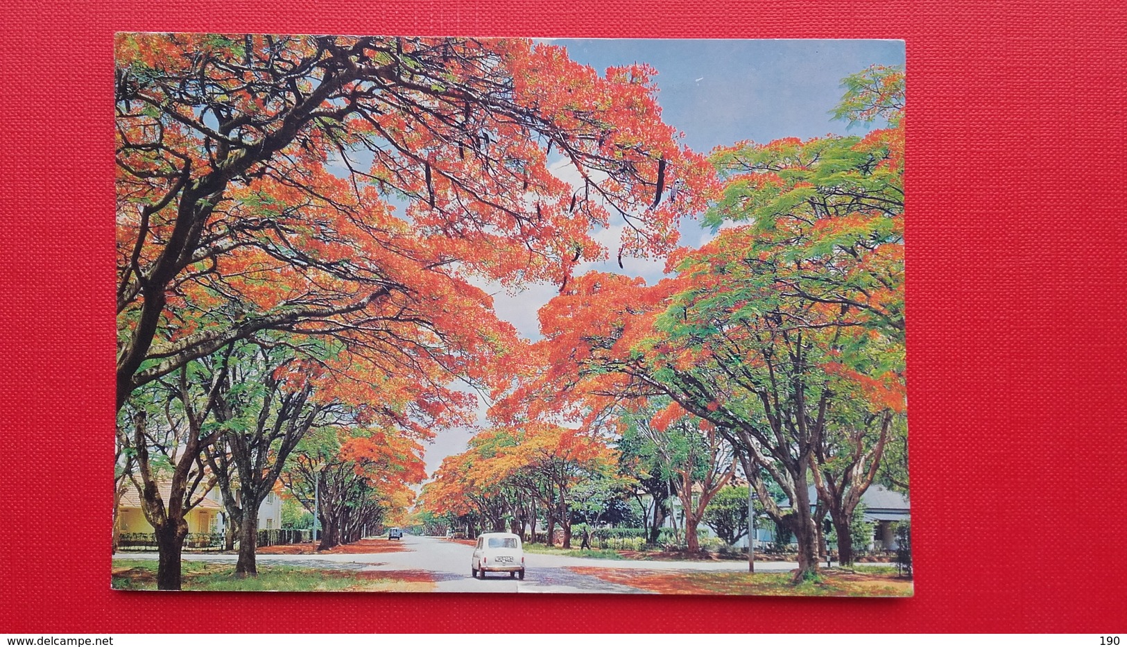 Auto.Salisbury.Flamboyant Trees,Blakiston Street.Rhodesia - Simbabwe