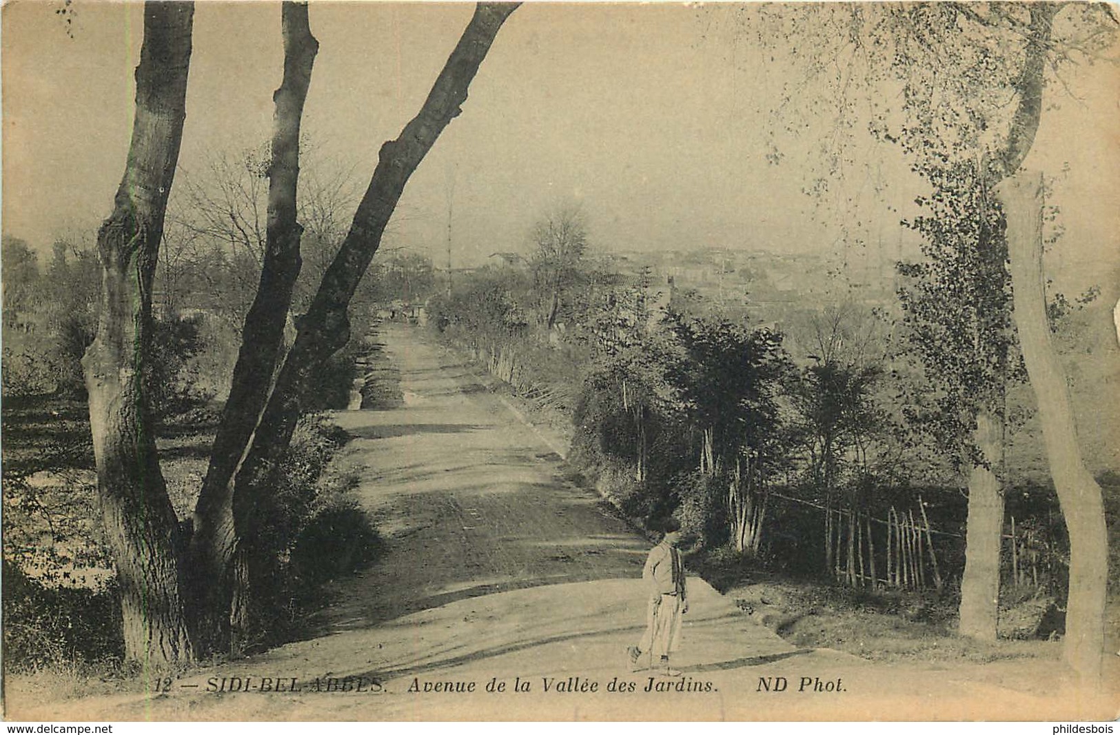 ALGERIE  SIDI BEL ABBES  Avenue De La Vallée Des Jardins - Sidi-bel-Abbes