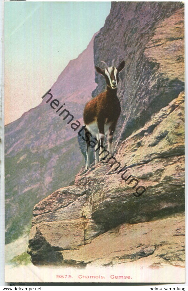 Chamois - Gemse - Verlag Wehrli AG Kilchberg Ca. 1905 - Domat/Ems