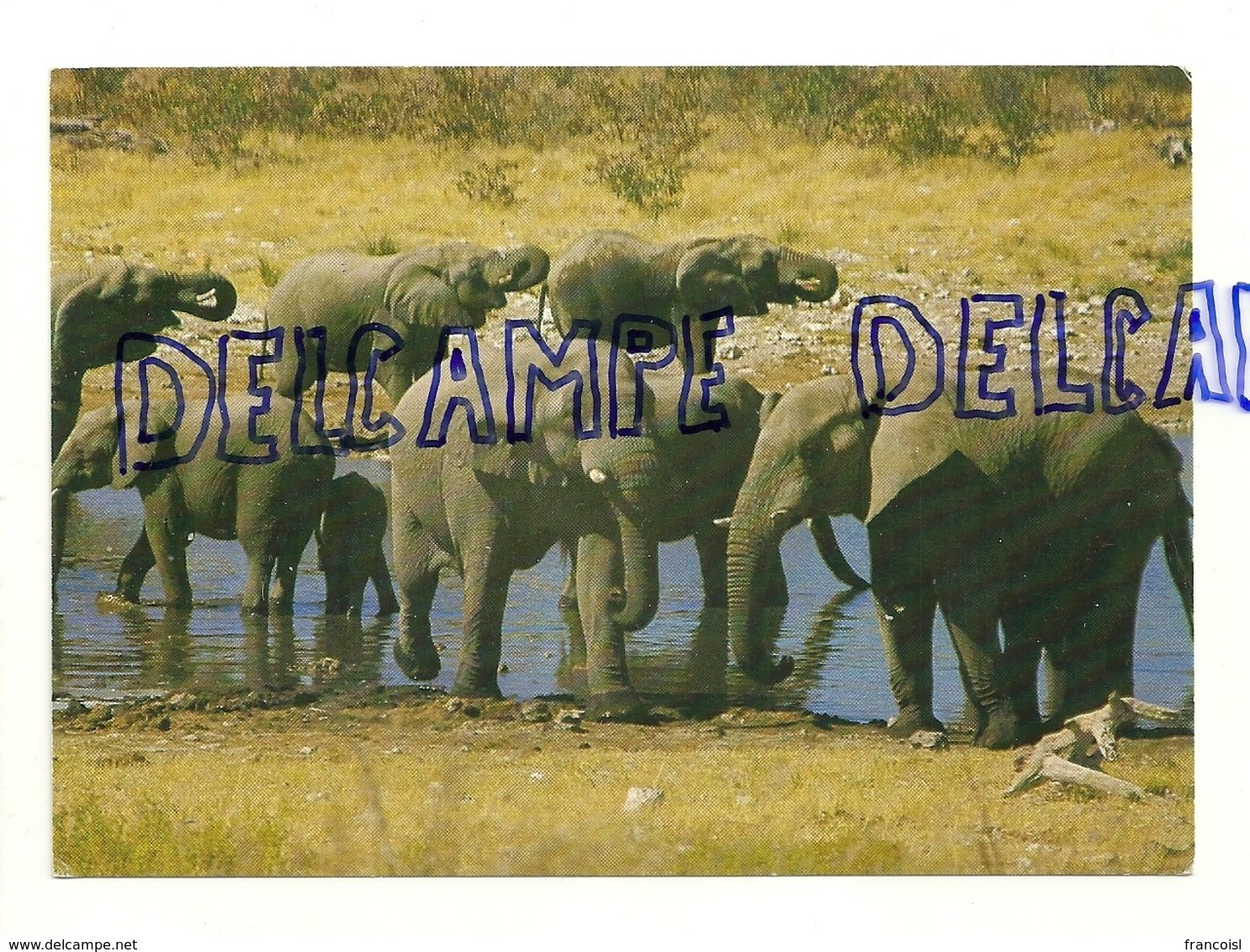 Elephants. Olifante. Etosha Pan. Afrique (Namibie) - Éléphants