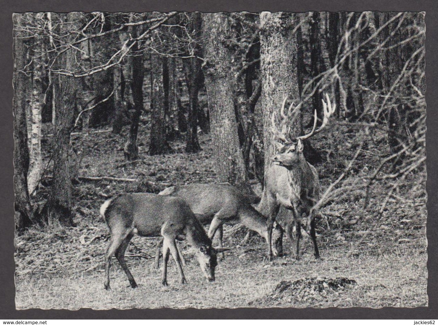 89909/ FAUNE D'EUROPE, Ardennes Belges, Un Cerf Et Ses Biches - Altri & Non Classificati