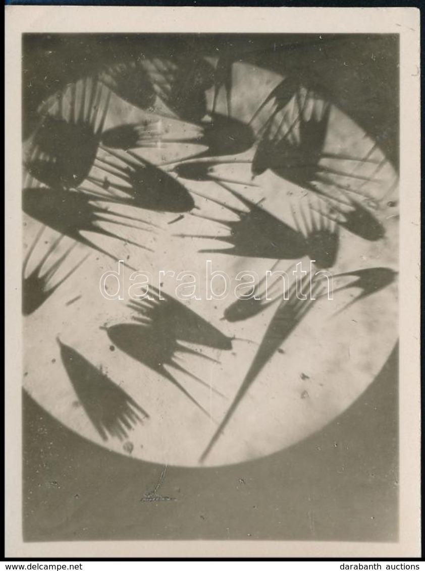 1928 December 8. Kinszki Imre (1901-1945) Budapesti Fotóművész által Feliratozott Vintage Alkotás (Makrofotó), 8,7x6,5 C - Sonstige & Ohne Zuordnung