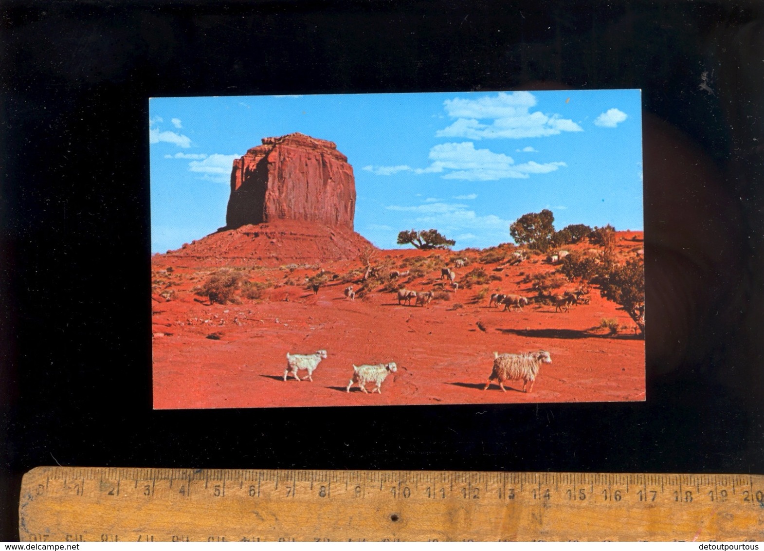 MONUMENT VALLEY Utah : Merrick Butte  Sheep And Goats From Navajo Herds Goat Chèvre Geiten - Monument Valley