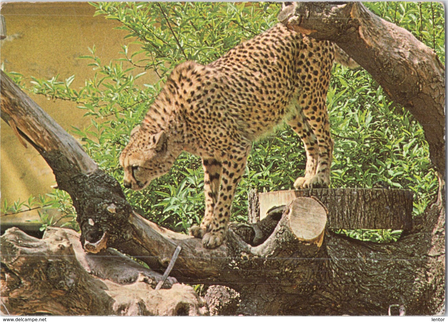 Kt 840 / Gepard, Schönbrunn, Tiergarten - Katzen