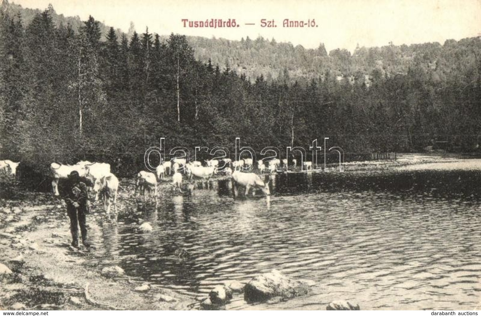 T2/T3 1914 Tusnádfürdő, Baile Tusnad; Szent Anna Tó, Szarvasmarhák Itatása. Szvoboda József Kiadása / Lake, Cattle Drink - Ohne Zuordnung