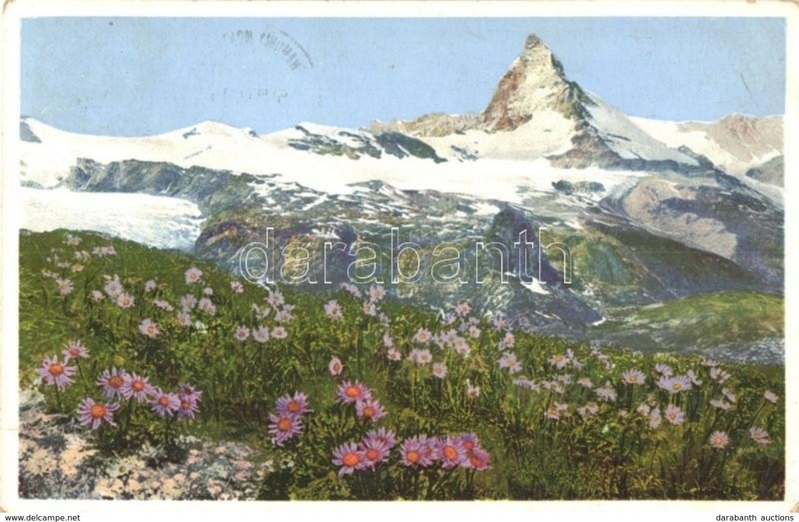 T2/T3 Zermatt, Aster Alpinus (Alpenaster) (EK) - Non Classificati