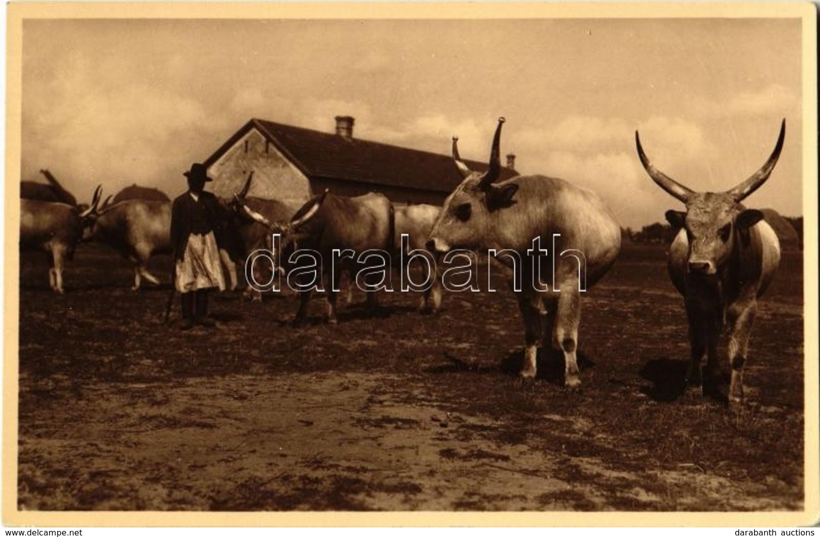 ** T1 Magyar ökrök / Hungarian Folklore, Oxen - Ohne Zuordnung