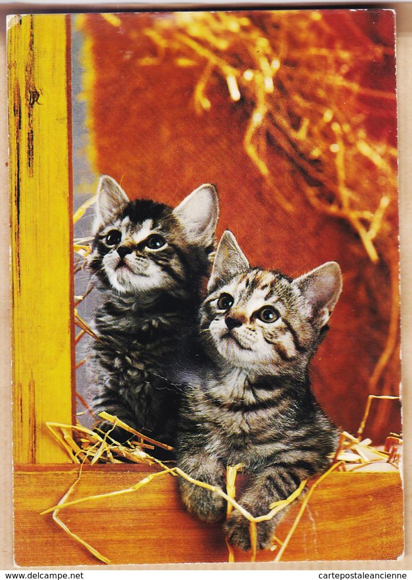 Ani155 Carte Musicale CHAT Chats Music Card Cat Cats Musikalische Karte Der Katzen ALLAIN 1970s - Cats