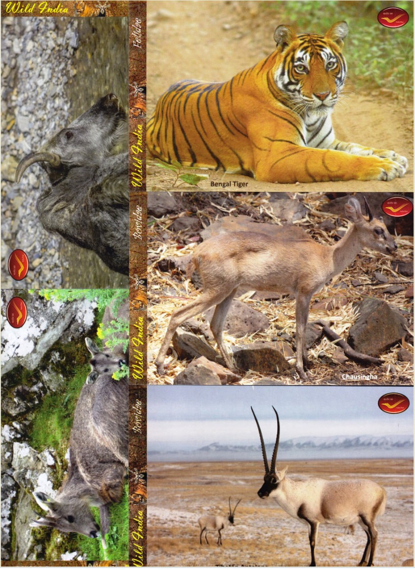 INDIA Picture Postcards: INDIA Picture Postcards: Wild India - Mammals, Set Of 48 Cards - India