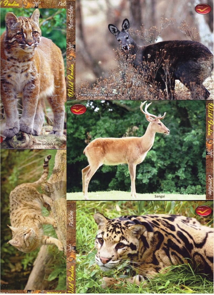 INDIA Picture Postcards: INDIA Picture Postcards: Wild India - Mammals, Set Of 48 Cards - India