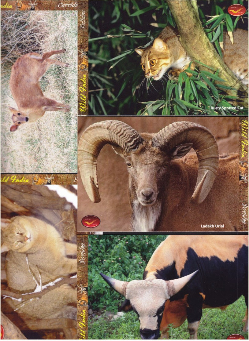 INDIA Picture Postcards: INDIA Picture Postcards: Wild India - Mammals, Set of 48 Cards