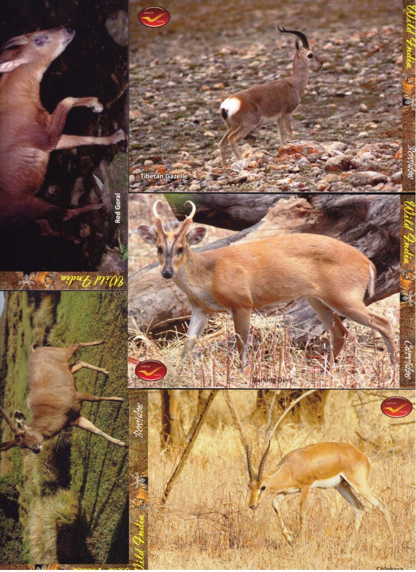 INDIA Picture Postcards: INDIA Picture Postcards: Wild India - Mammals, Set of 48 Cards