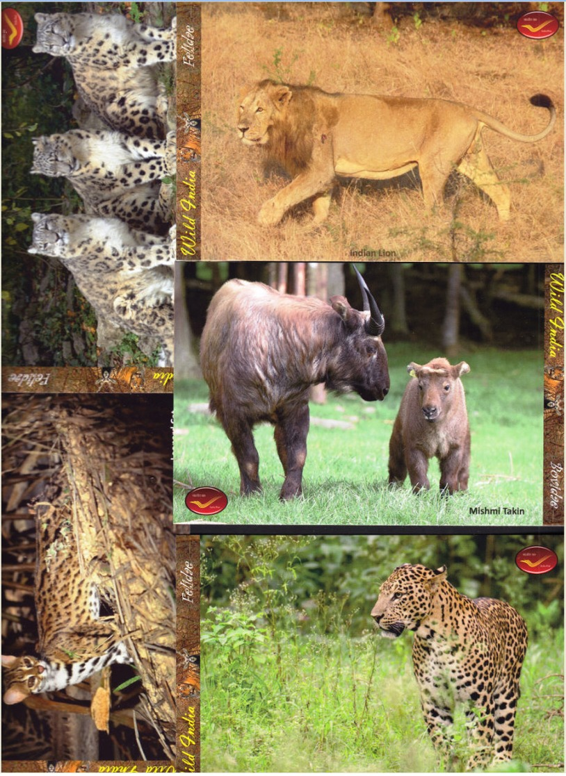 INDIA Picture Postcards: INDIA Picture Postcards: Wild India - Mammals, Set of 48 Cards