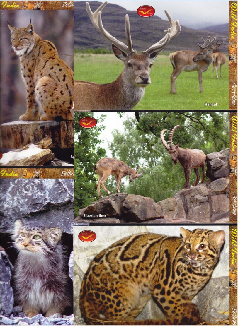 INDIA Picture Postcards: INDIA Picture Postcards: Wild India - Mammals, Set of 48 Cards