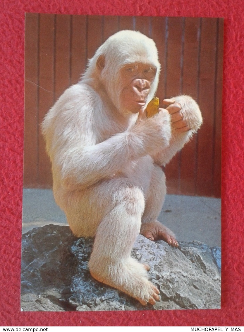 SPAIN POSTAL POST CARD PARQUE ZOOLÓGICO DE BARCELONA GORILA ALBINO COPITO DE NIEVE GORILLE ALBINOS ALBIN GORILLA SIMIO.. - Monos