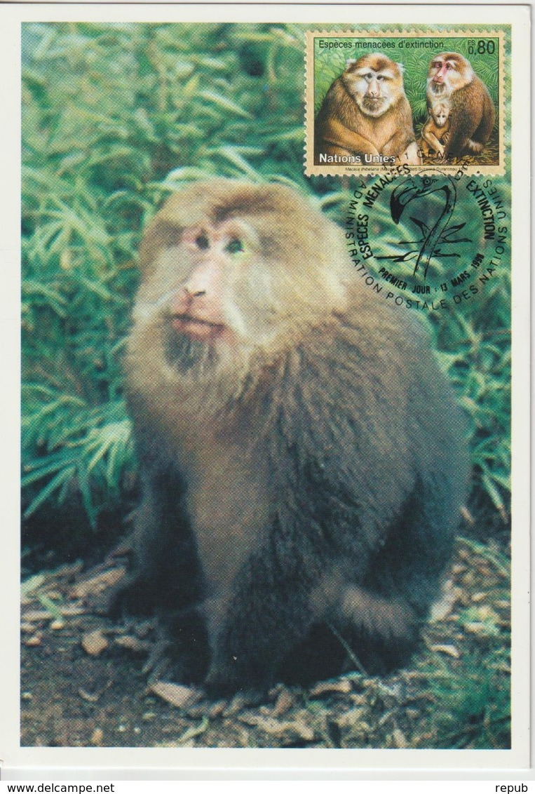 Nations Unies Genève Carte Maximum 1998 Macaque 340 - Tarjetas – Máxima