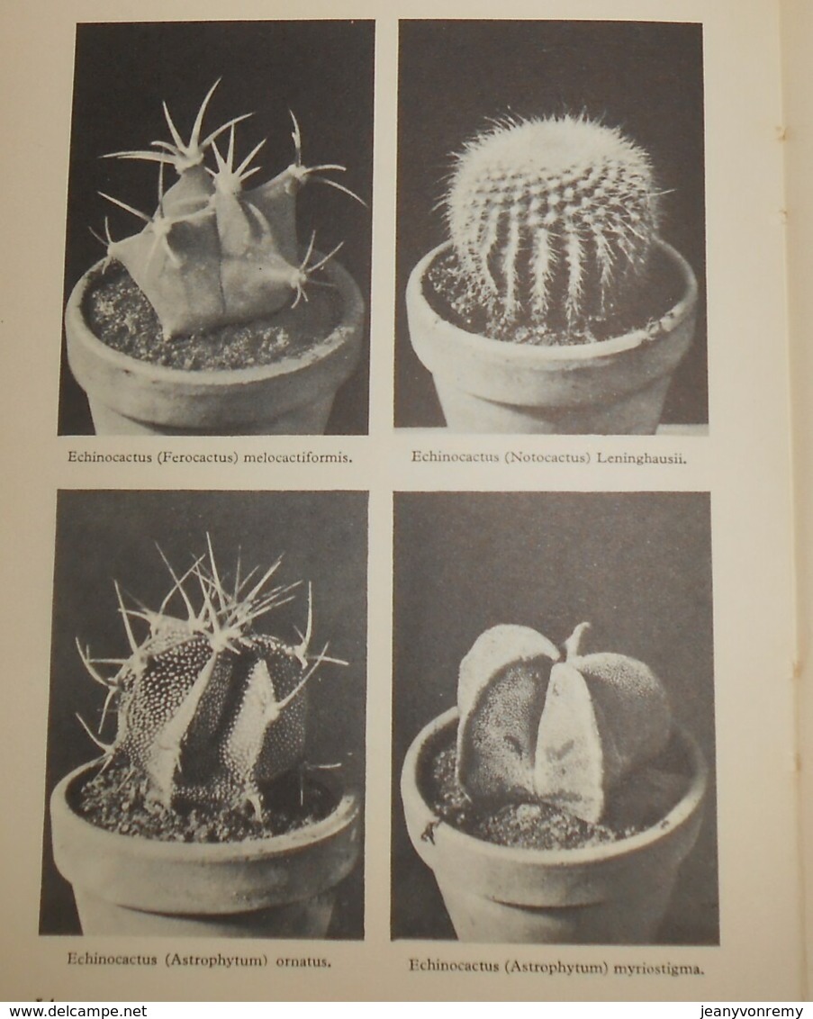 Mes Cactus. 1952. - Garden