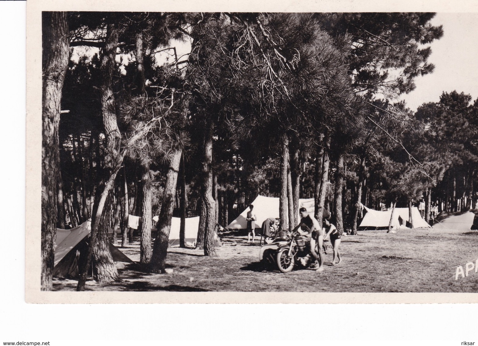 MOTO(ARGELES SUR MER) ARBRE - Argeles Sur Mer