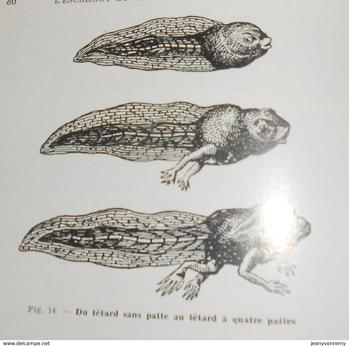 L'escargot Et La Grenouille Comestibles. A. Thévenot Et F. Lesourd. 1974. - Gastronomía