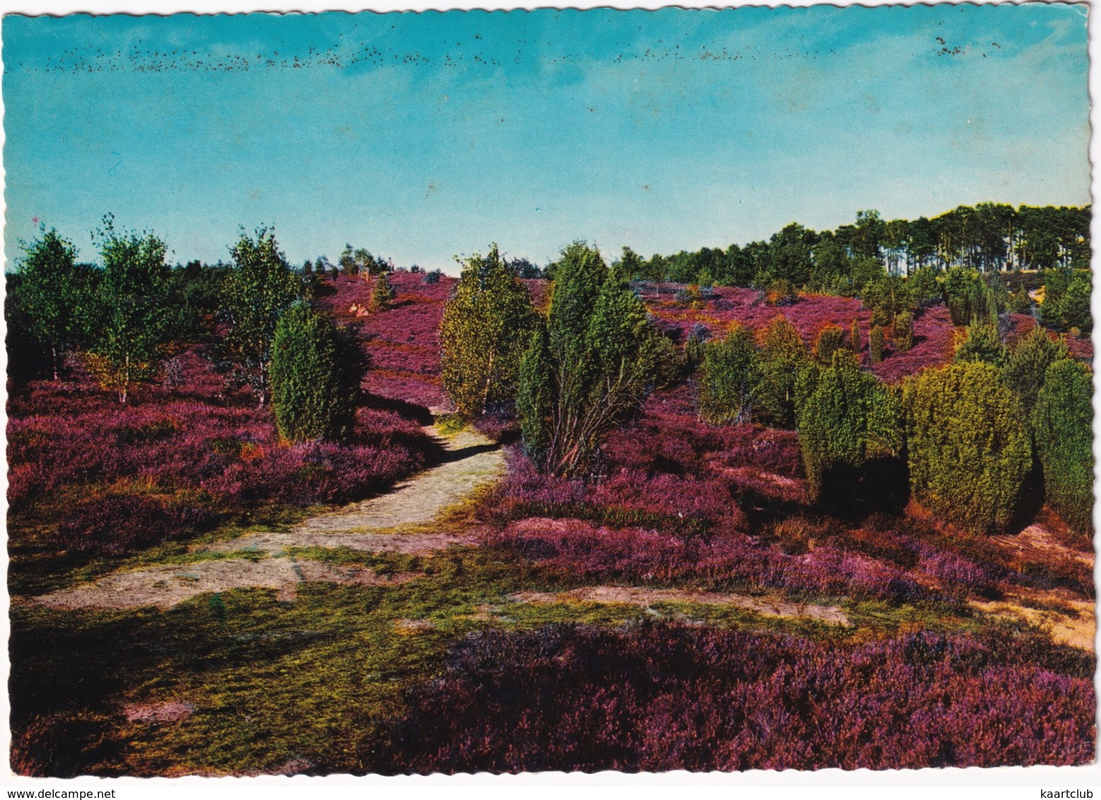 Overberg - Bloeiende Heide - (Vakantiecentrum 'De Hoge Linde') - Rhenen