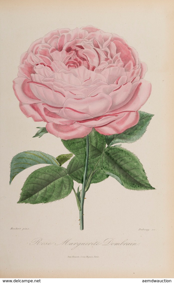 ROSES ET ROSIERS. Par Des Horticulteurs Et Des Amateurs - Non Classificati