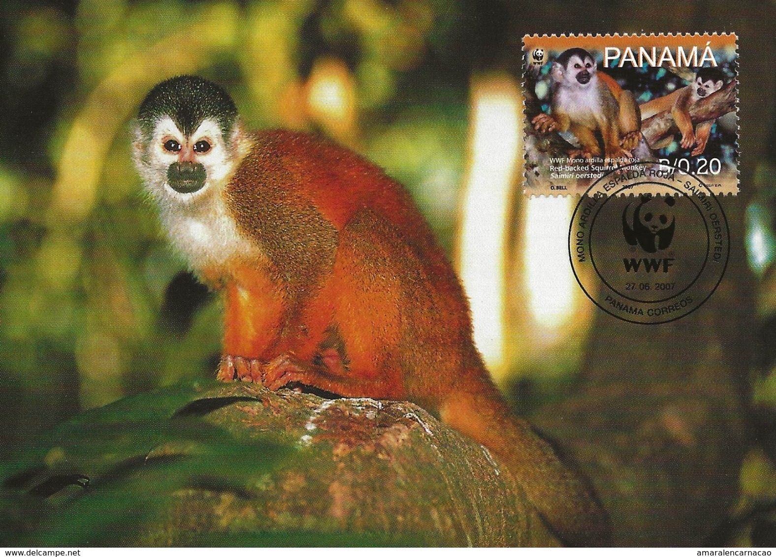 CARTE MAXIMUM- MAXICARD- TARJETA MAXIMA- MAXIMUM KARTE - MAXIMUM CARD - PANAMA - Saimire à Dos Rouges - Saimiri Oerstedi - Chimpanzees