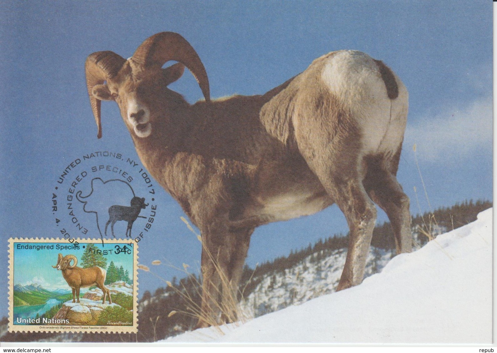 Nations Unies New York Carte Maximum 2002 Mouflon 873 - Cartes-maximum