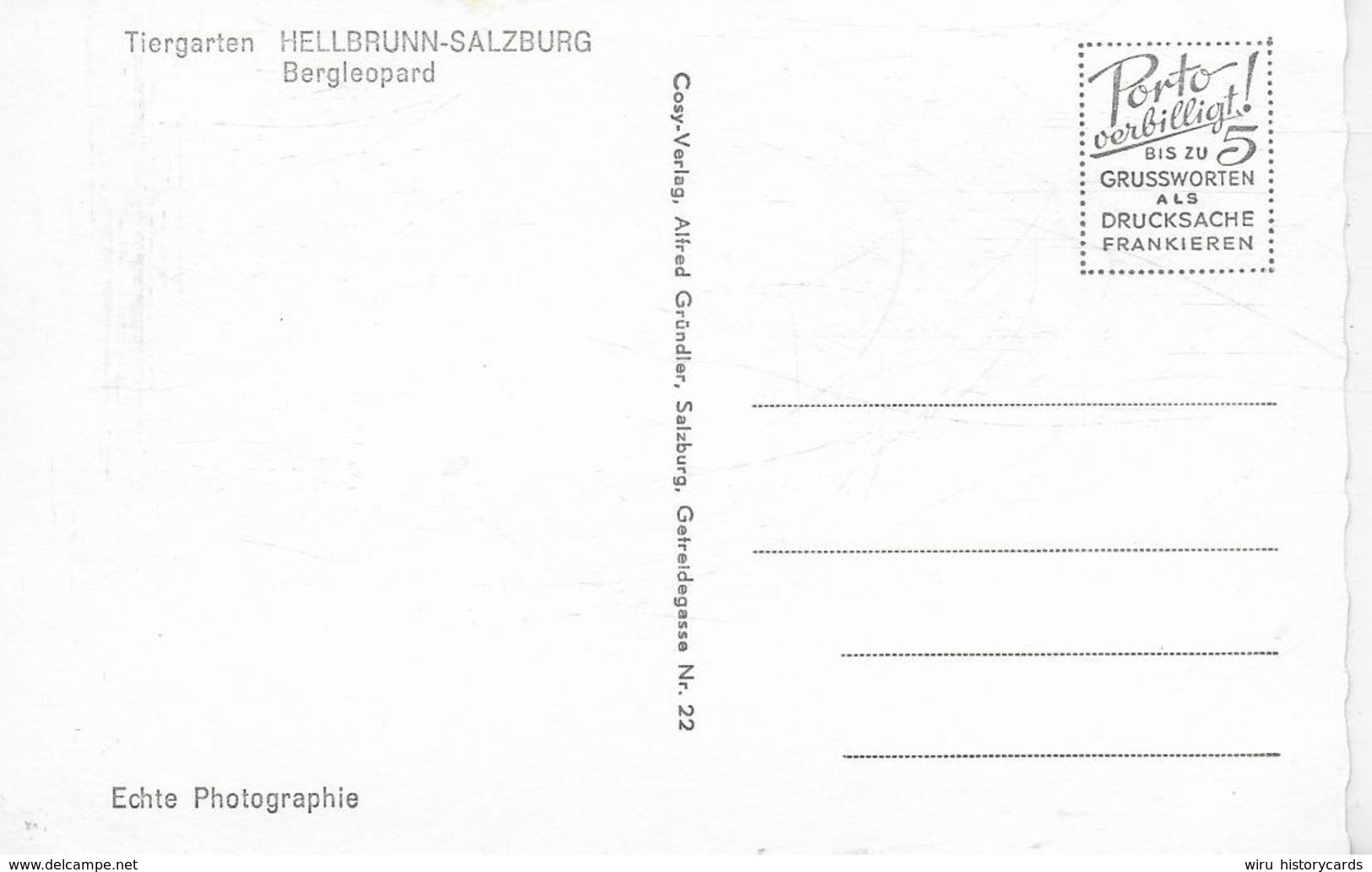 AK 0311  Tiergarten Hellbrunn - Bergleopard / Verlag Gründler Um 1950-60 - Katzen