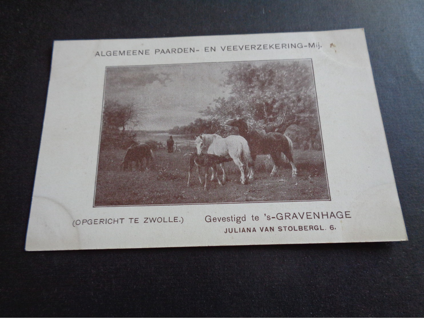 Nederland  (  1874 )  Holland  :   Den Haag  's - Gravenhage - Reclame Algemeene Paarden - En Veeverzekering - Zwolle - Den Haag ('s-Gravenhage)