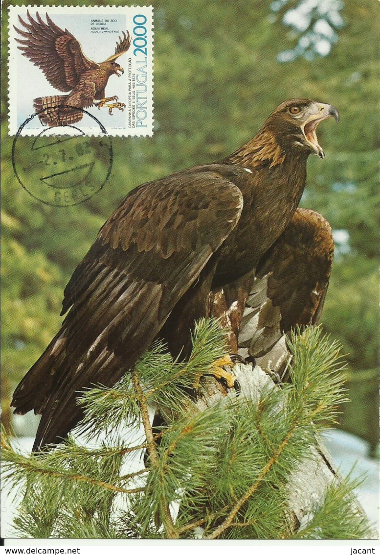 Carte Maximum - Oiseaux - Portugal - Aguia Real - Aigle Royal - Golden Eagle - Aquila Chrysaetus - Águilas & Aves De Presa