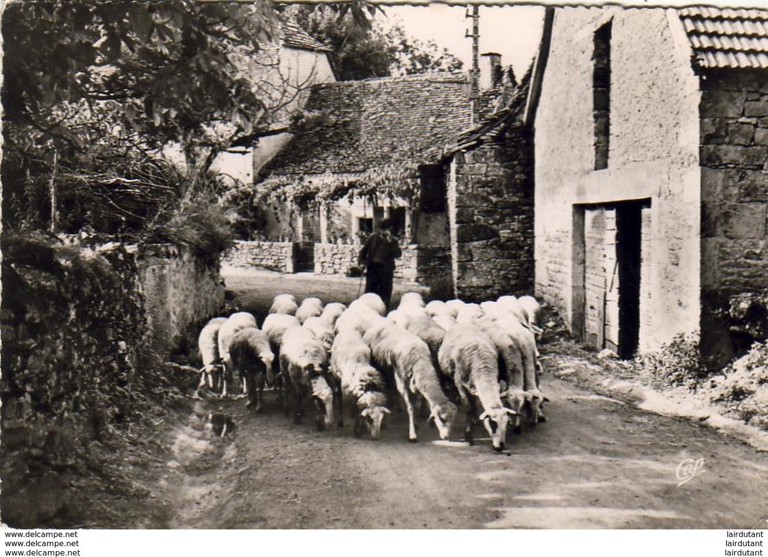 D46  LE LOT PITTORESQUE ( Postée De Gramat )  ........ Troupeau De Moutons - Autres & Non Classés