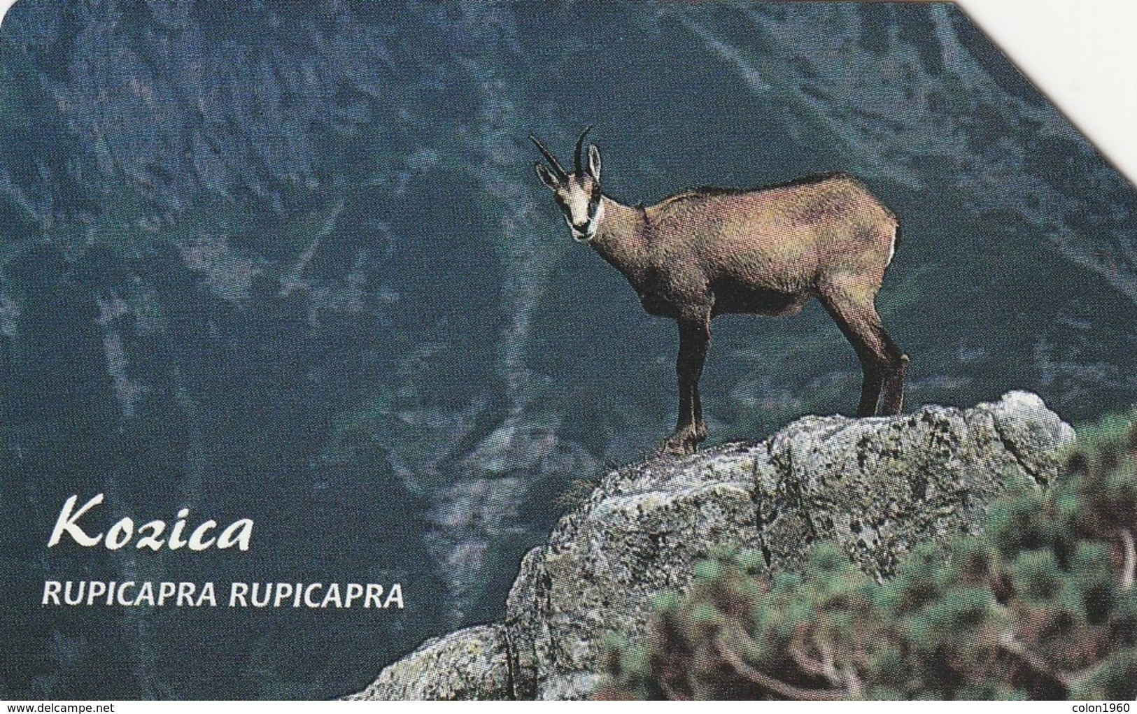 POLONIA. FAUNA PROTEGIDA. Kozica - Rupicapra Rupicapra. 25U. 1333. (018) - Otros & Sin Clasificación
