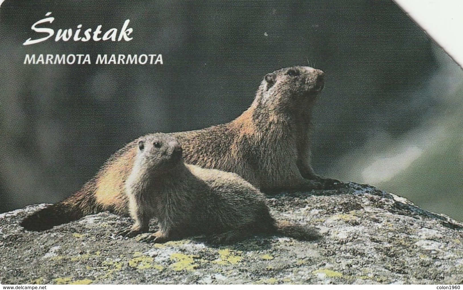 POLONIA. FAUNA PROTEGIDA. Świstak - Marmota Marmota. 25U. 1336. (020) - Otros & Sin Clasificación