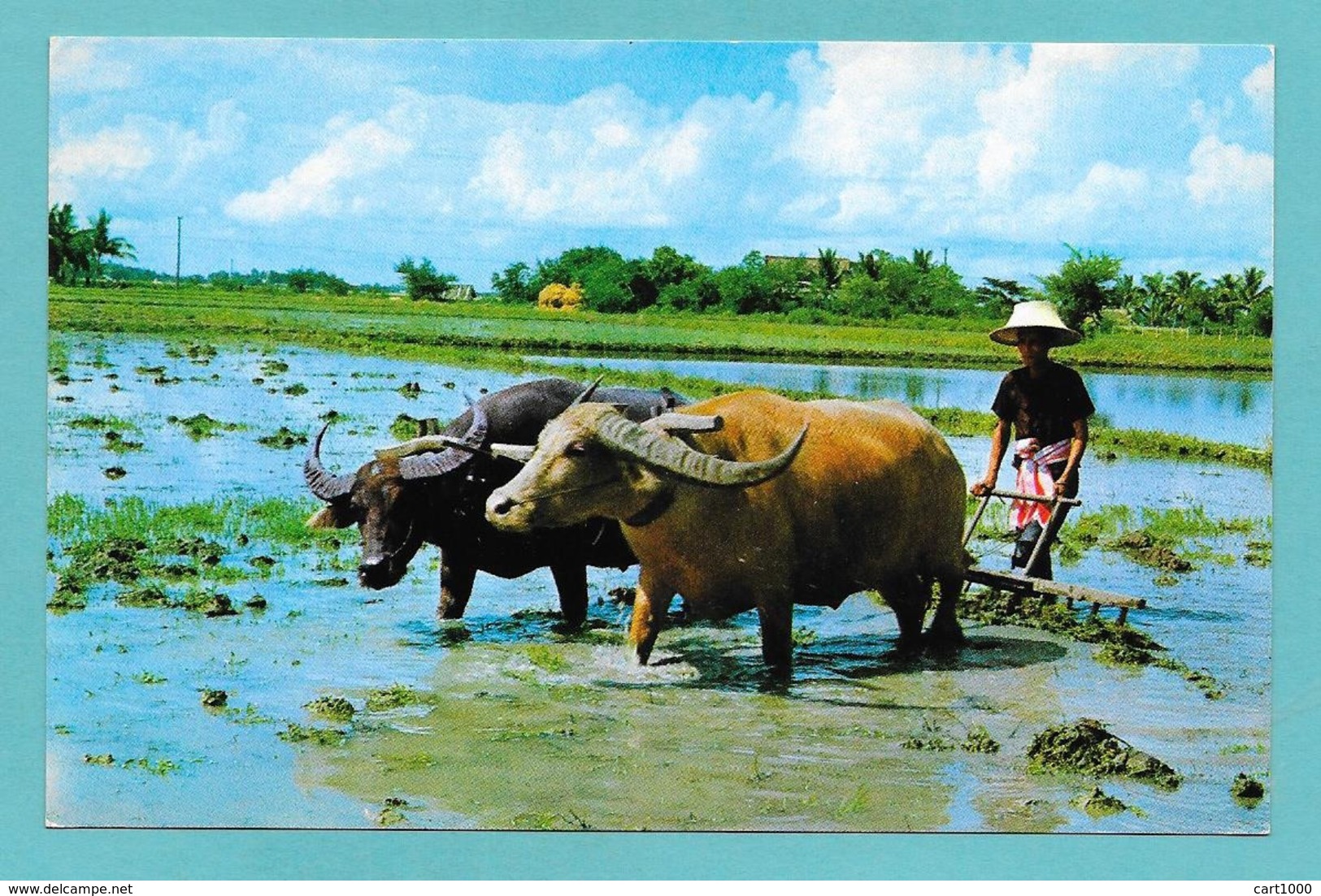 CULTIVATION OF THE RICE IN THAILAND - Thaïlande