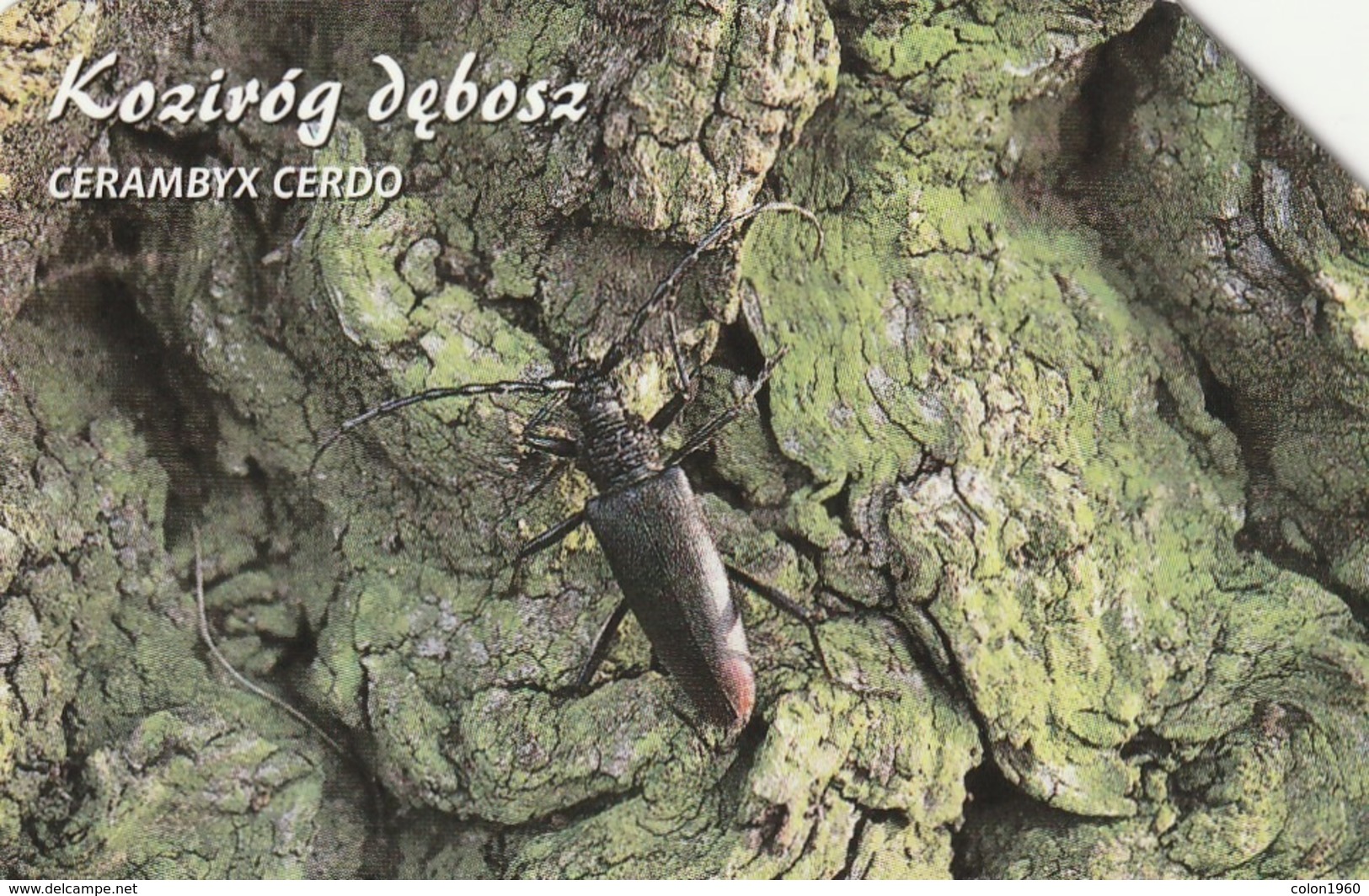 POLONIA. FAUNA PROTEGIDA. Koziróg Dębosz - Cerambyx Cerdo. 25U. 1351. (028) - Other & Unclassified