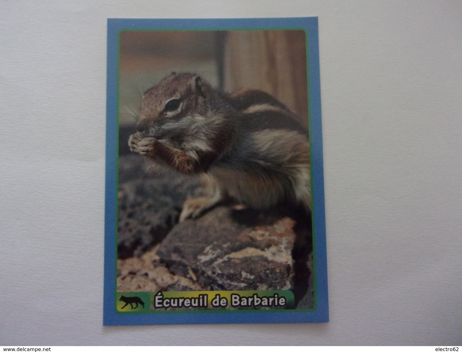 PANINI ANIMAL WORLD Animaux N°420 écureuil De Barbarie Barbary Ground Squirrel Ardilla Eichhörnchen - Französische Ausgabe