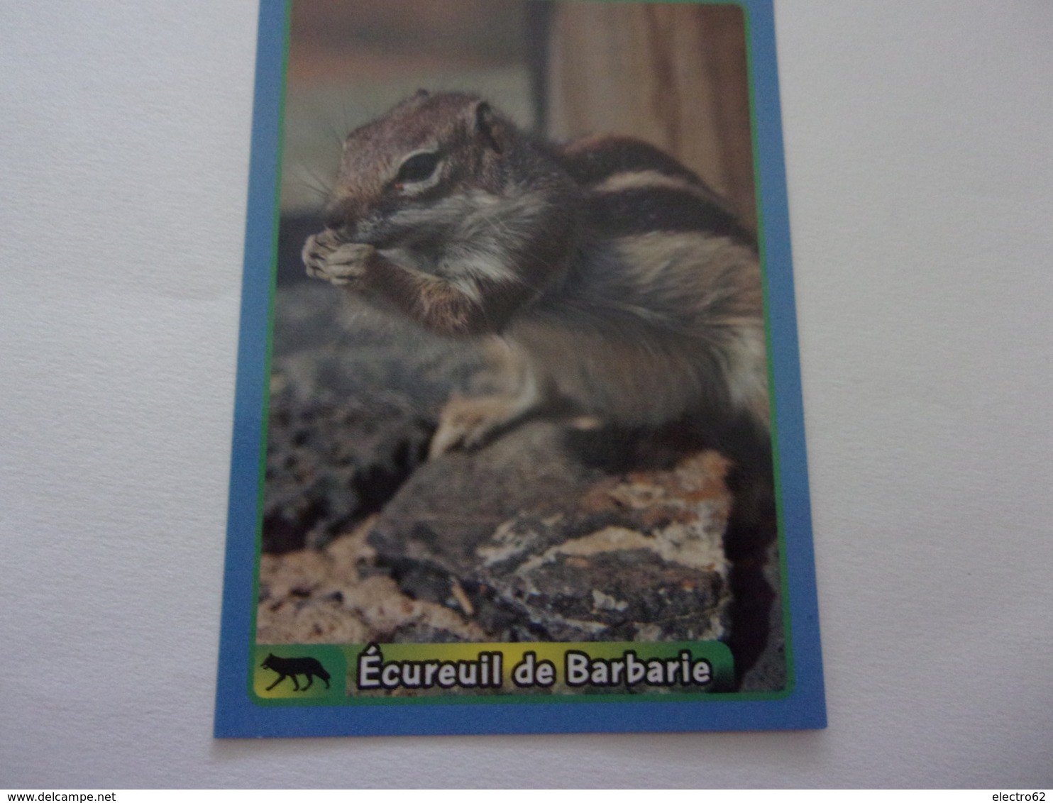 PANINI ANIMAL WORLD Animaux N°420 écureuil De Barbarie Barbary Ground Squirrel Ardilla Eichhörnchen - Französische Ausgabe