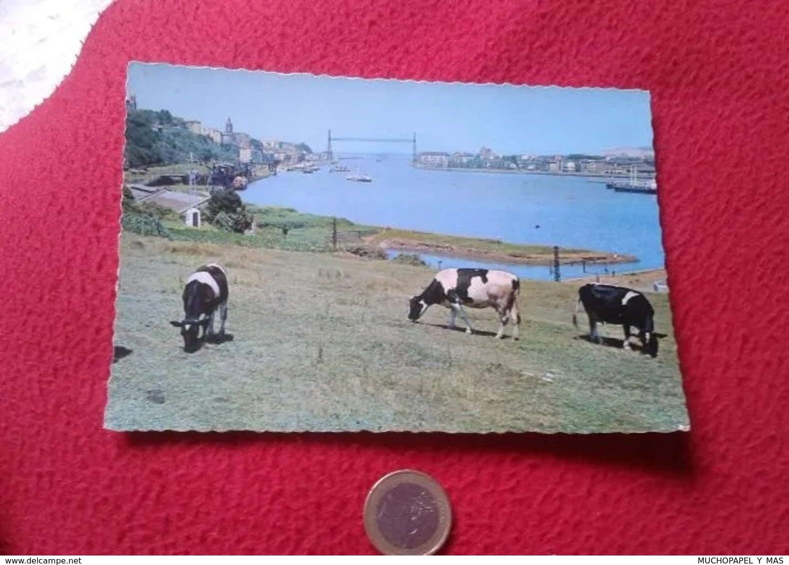POSTAL POST CARD CARTE POSTALE SPAIN Sestao Vizcaya Euskadi Dársena Y Puente De Vizcaya VACAS VACHE COW VACA VACHES COWS - Vacas