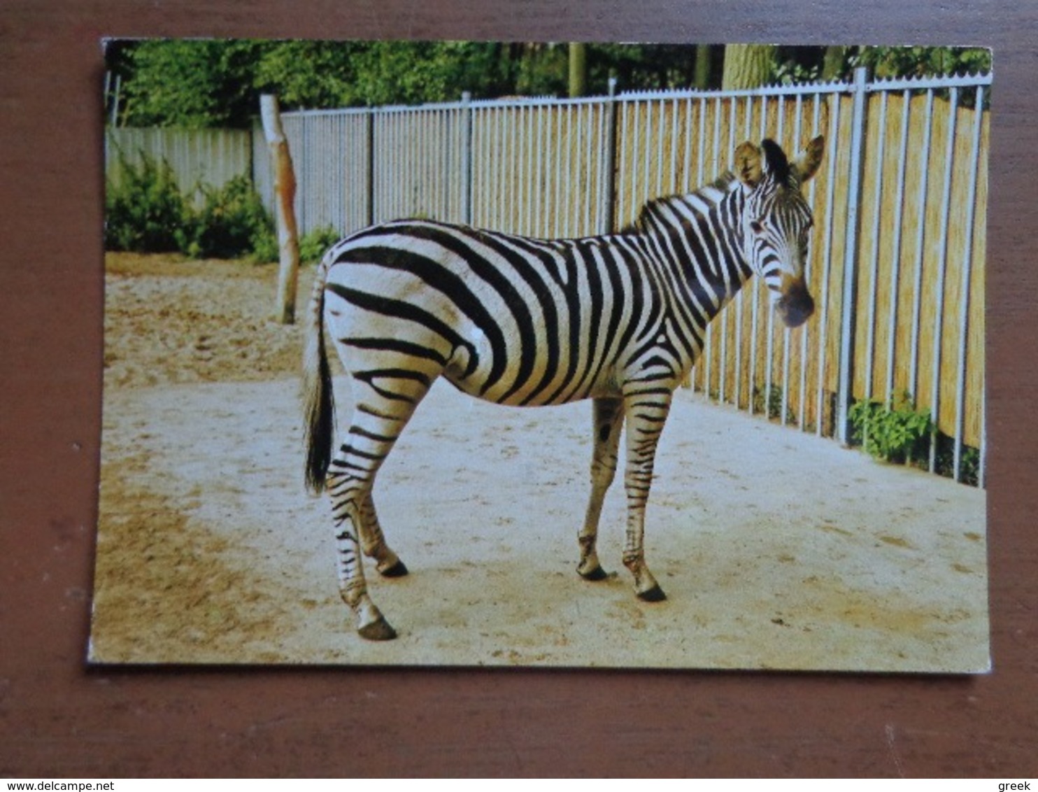 Zebra / Vogel En Dierenpark De Vleut Te Best (Nederland) - Garantzebra -> Beschreven - Zèbres