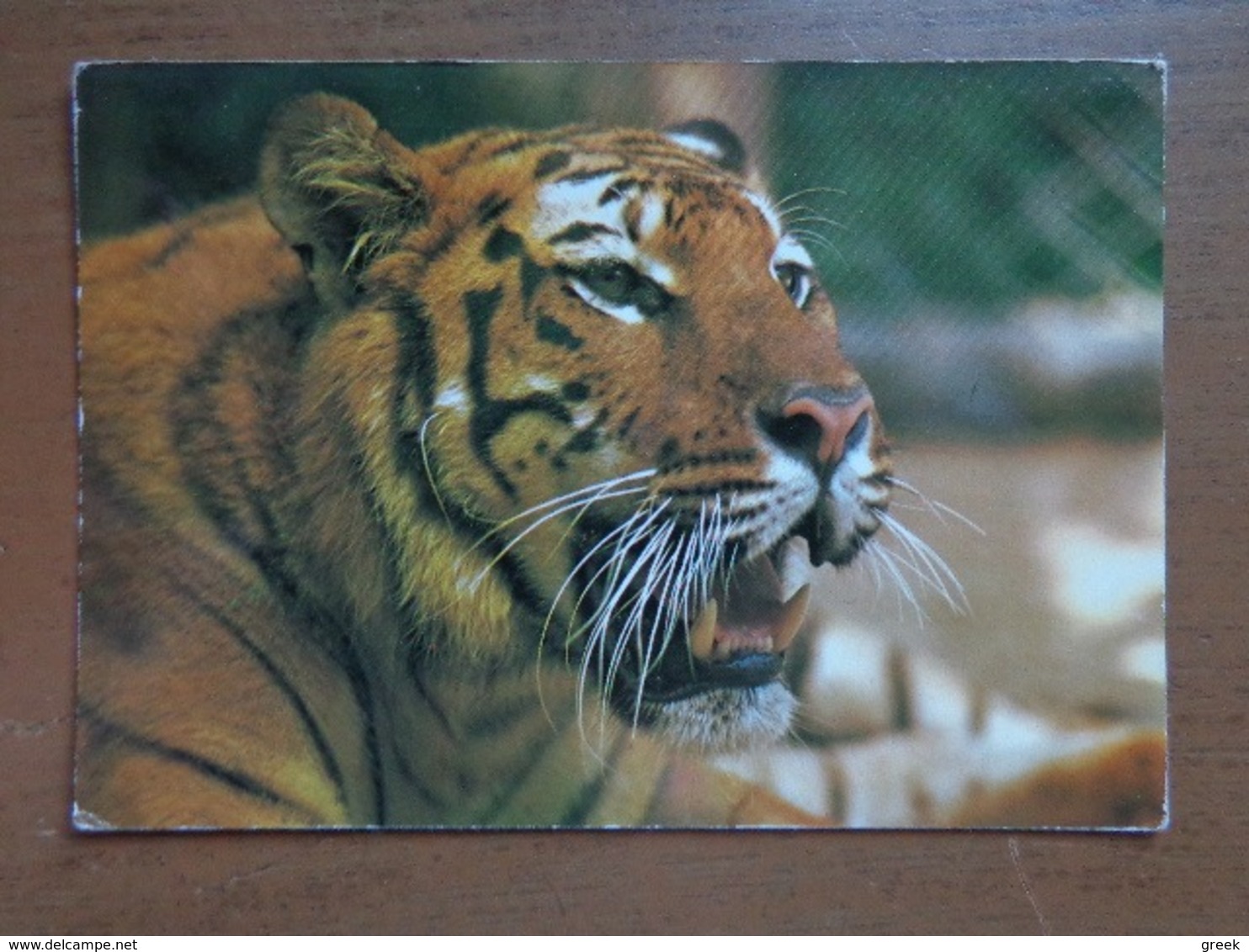 Dierenpark Wassenaar (Nederland) Tijger -> Beschreven - Tigres