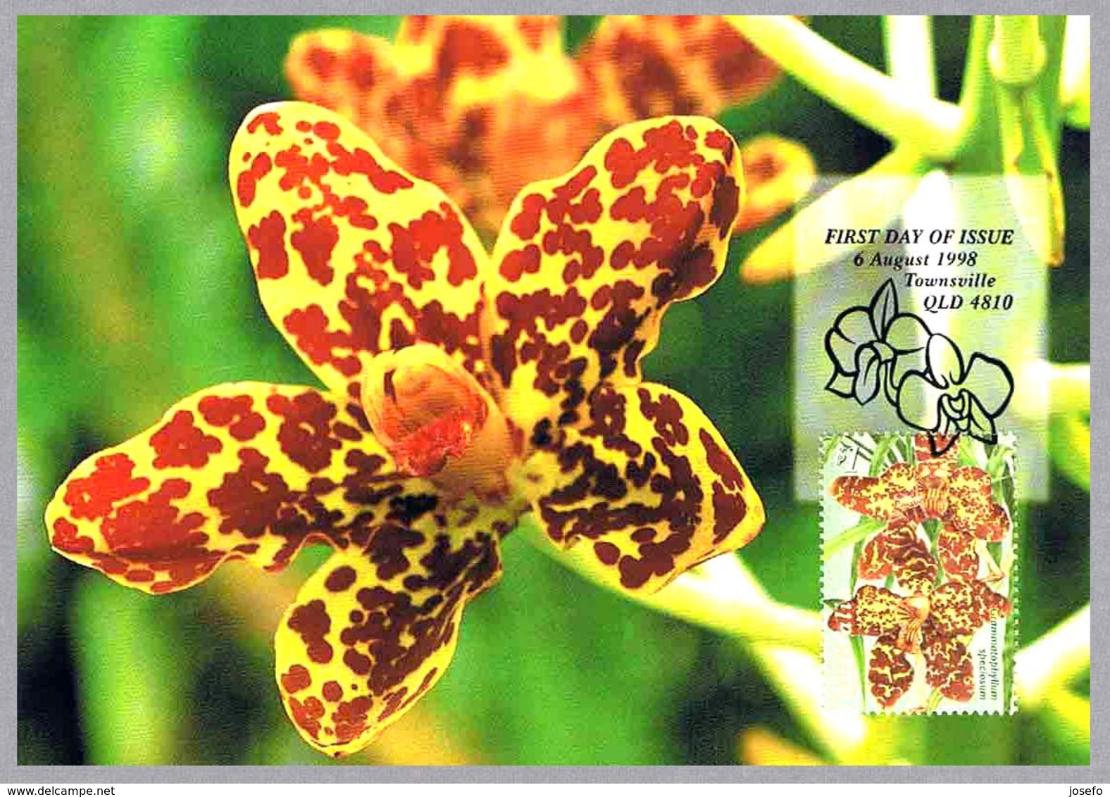 ORQUIDEA Grammatophyllum Speciosum. Tarjeta Maxima-maximun Card. Australia 1998 - Orquideas