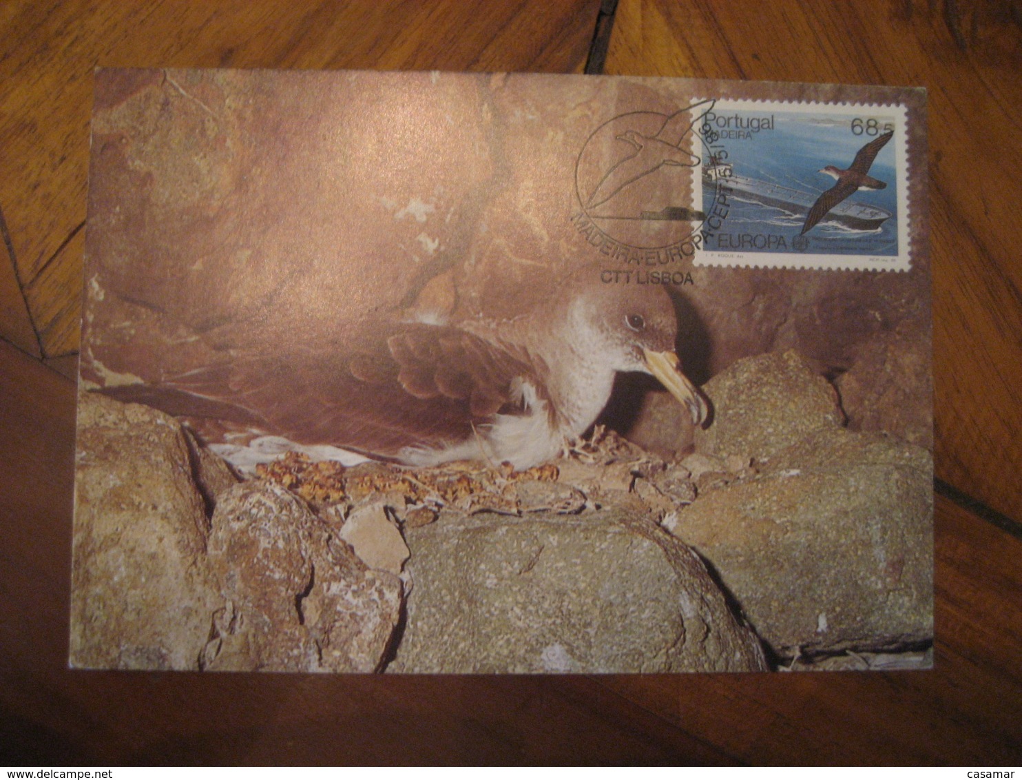 LISBOA 1986 Madeira Europa Cagarra Calonectris Diomedea Borealis Bird Maxi Maximum Card PORTUGAL - Lettres & Documents