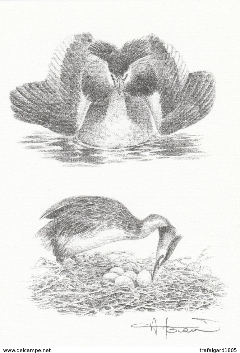 BUZIN.. GREBE HUPPE - 1985-.. Birds (Buzin)