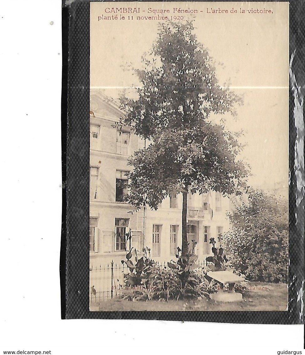 59-CAMBRAI-Une Vue De L'ARBRE De La VICTOIRE Planté Le 11 Novembre 1920 Dans Le Square FENELON - Cambrai