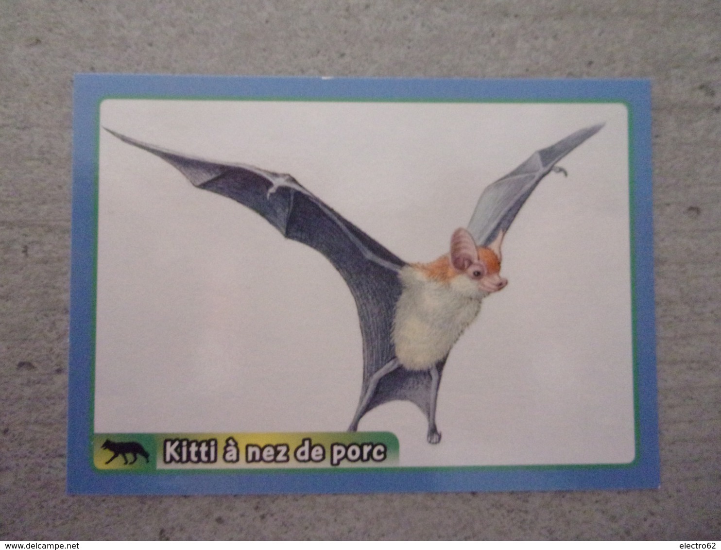 PANINI ANIMAL WORLD Animaux N°442 Chauve-souris Kitti à Nez De Porc Bumblebee Bat - Edition Française