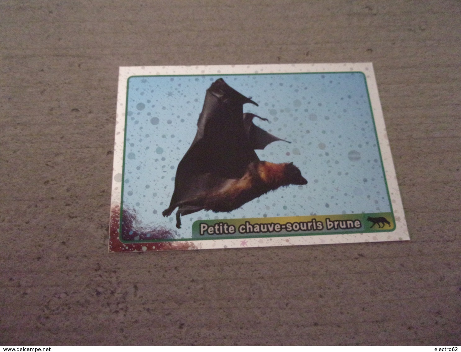 PANINI ANIMAL WORLD Animaux N°61 Petite Chauve-souris Brune Little Brown Bat - Franse Uitgave