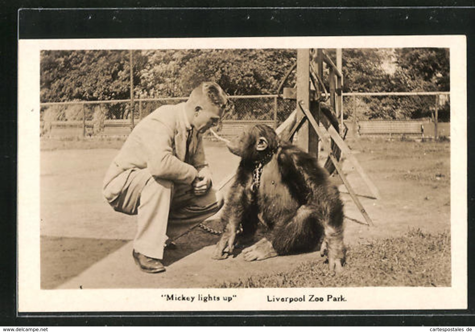 AK Liverpool, Zoo Park, Affe An Einer Kette Mit Seinem Tierpfleger, Mickey Lights Up - Monkeys