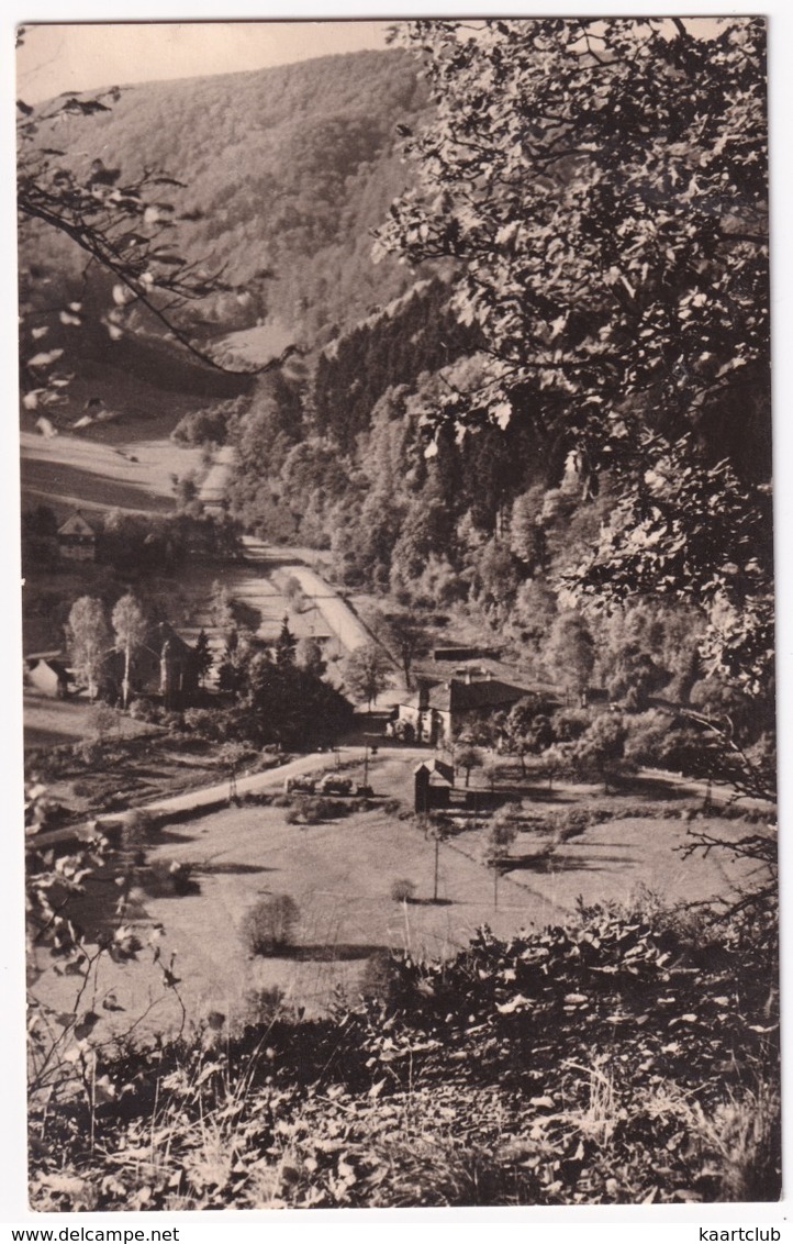 Netzkater Bei Luftkurort Ilfeld (Südharz) - Blick Vom Rabenstein - Nordhausen