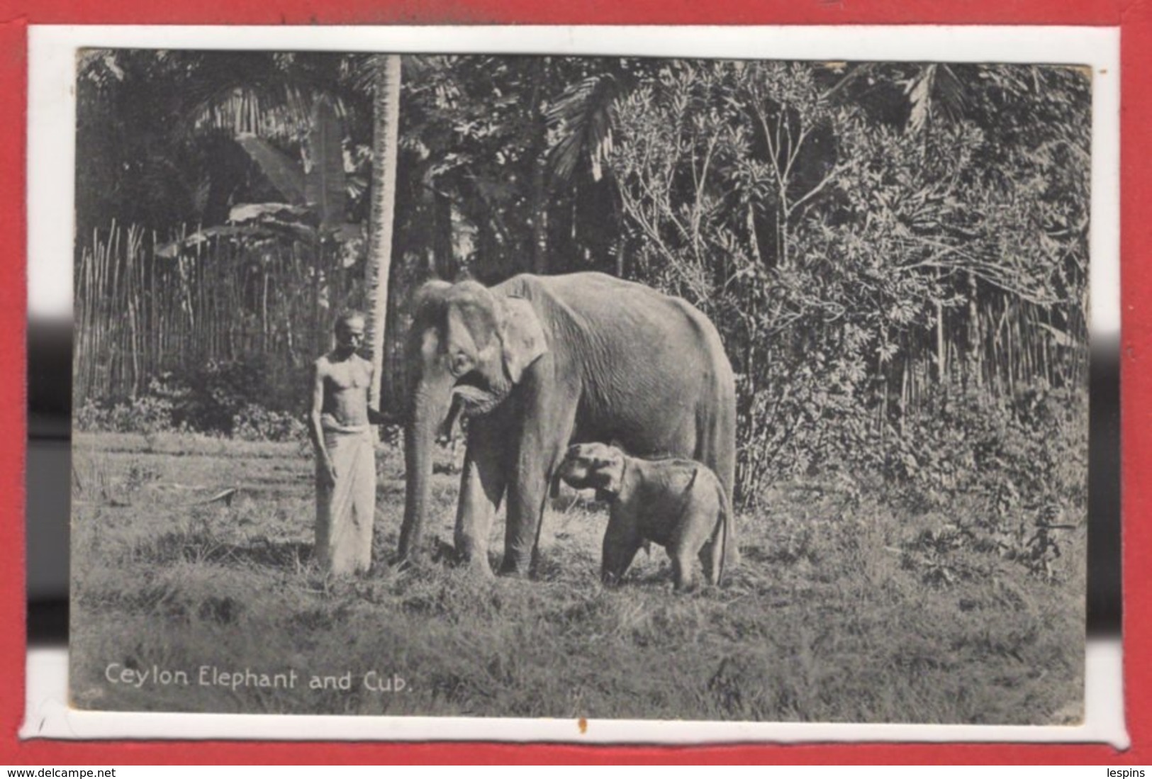 ASIE - SRI LANKA ( CEYLON -- Elephant And Cub - Sri Lanka (Ceylon)